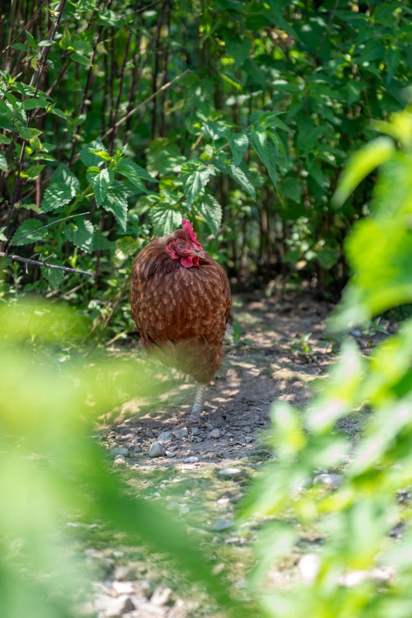 La Fucina Farm stay Vigliano Biellese