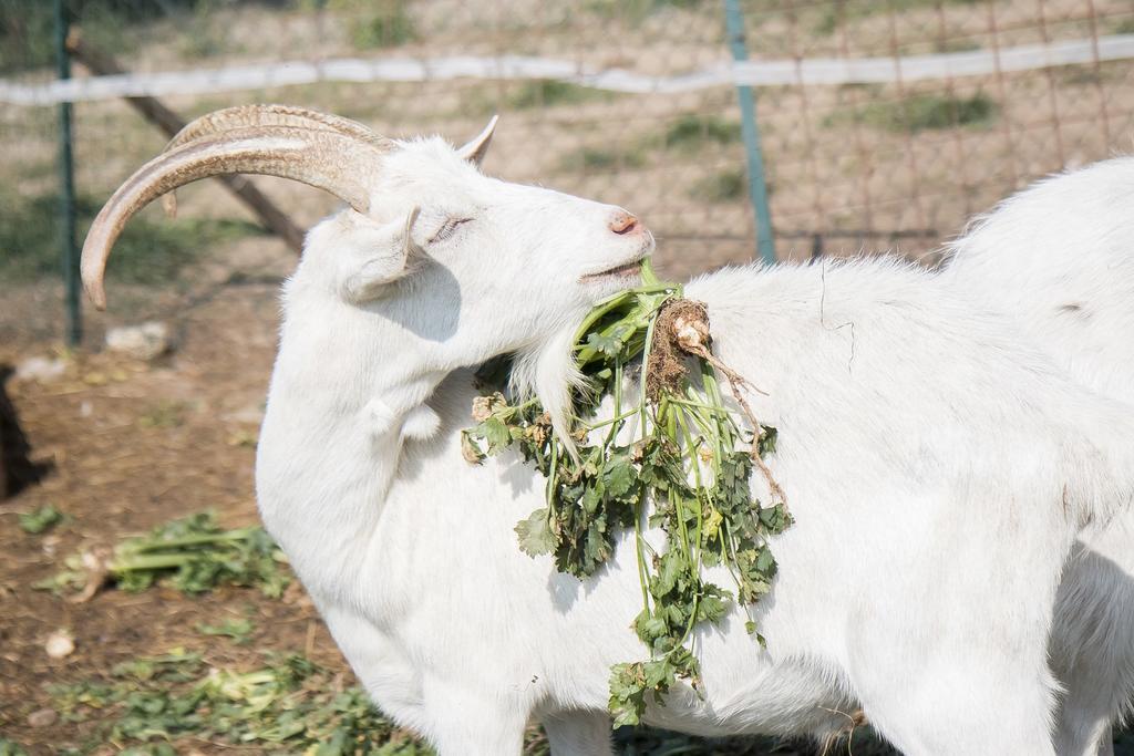 Farm stay La Fucina *